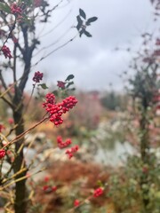Red berries on branches with blurred background in autumn setting  