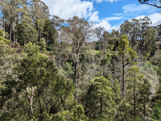 The beautiful Australian bush and scenery at Trentham Falls, Victoria, Australia.
