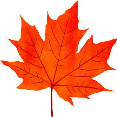  Multicolored autumn leaves in rich red, orange, and yellow hues isolated on a white background. Bright seasonal decor perfect for banners, prints, and fall-themed designs. autumn colored fall leaf te