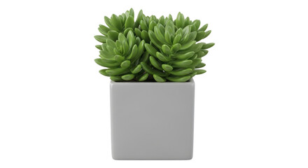 Green succulent houseplant in a modern square pot for office or home interior decor isolated PNG with Transparent Background