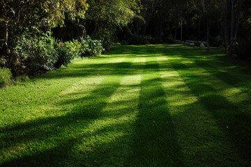 Obraz premium A close-up low angle view of vibrant green grass in a well-maintained garden setting
