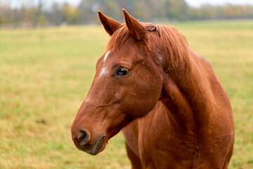 portrait of a brown horse