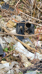 wild garbage dump. residual glass, plastics in the forest