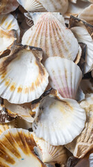 shells of sea snails. background or texture
