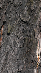 chestnut bark with visible details. background or textura
