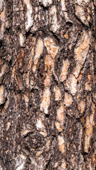 brown pine bark with a visible texture