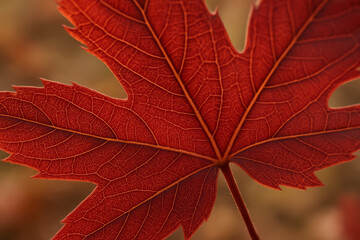 Close-up of a vibrant red maple leaf in autumn