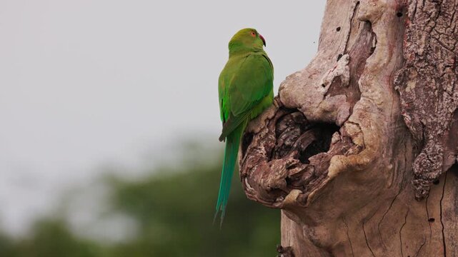 Slow motion video of green parakeet sitting near its nest hole on a tree in Sri Lanka. Tropical bird behavior in natural habitat, perfect for wildlife documentaries and nature films. Safari in Asia.