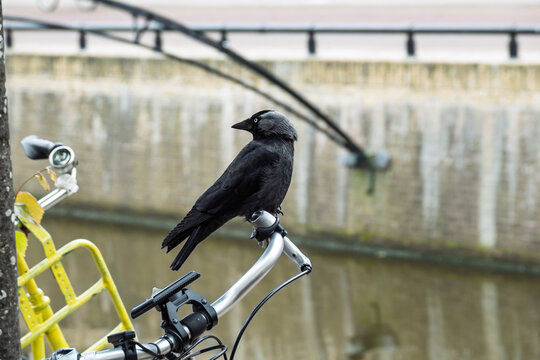 Dohle (Corvus monedula) sitzt auf einen Fahrradlenker