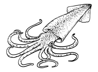 Hand-Drawn Squid Illustration &ndash; Vintage Marine Life Line Art