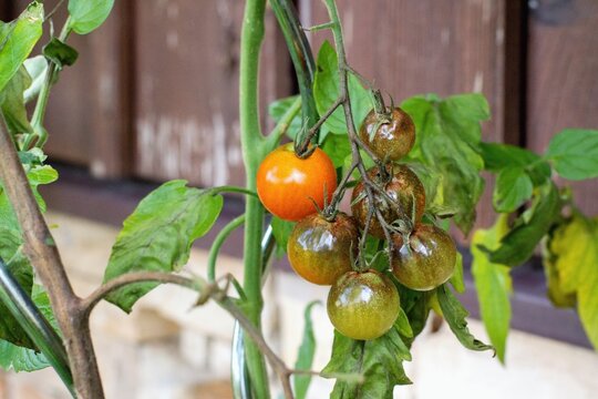 Diseased tomato plant affected with potato late blight fungus - Phytophthora infestans