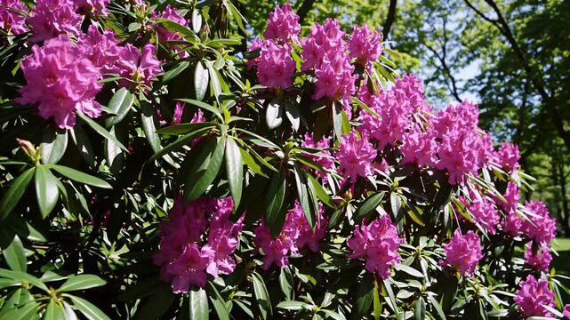 vibrant 4k imagery pink blooming rhododendron shrubs filling park vivid color lush foliage showcasing springtime vitality elegant charm ornamental garden flowers