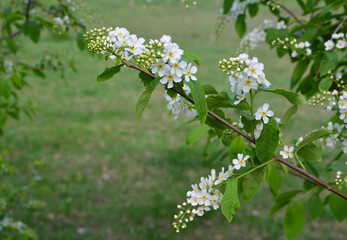 Delicate White Cherry Blossoms on a Branch