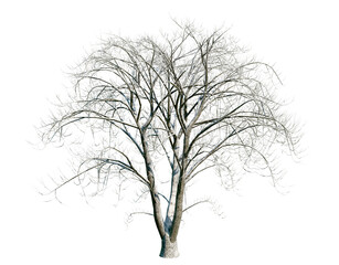 Isolated dry tree with transparent background. Asculus hippocastanum or the horse chestnut is a robust tree up to 25 meters high. Winter version.	