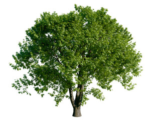 Isolated tree with transparent background. Asculus hippocastanum or the horse chestnut is a robust tree up to 25 meters high. Summer version.	