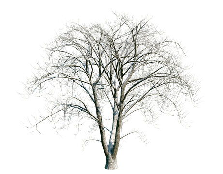 Isolated dry tree with transparent background. Asculus hippocastanum or the horse chestnut is a robust tree up to 25 meters high. Winter version.	