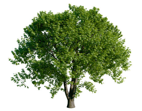 Isolated tree with transparent background. Asculus hippocastanum or the horse chestnut is a robust tree up to 25 meters high. Summer version.	