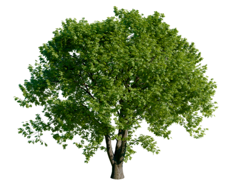 Isolated tree with transparent background. Asculus hippocastanum or the horse chestnut is a robust tree up to 25 meters high. Summer version.	