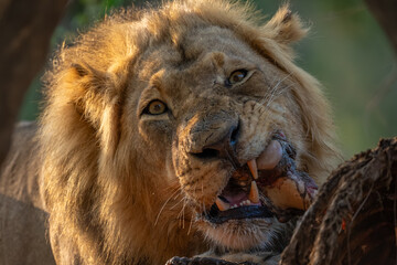 Close-up of male lion lying biting carcase