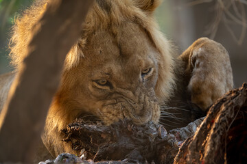 Naklejka premium Close-up of male lion chewing on zebra