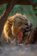 Naklejka premium Close-up of male lion lying chewing zebra