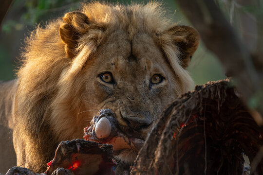 Close-up of male lion lying biting kill