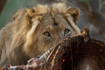 Close-up of male lion lying with carcass © Nick Dale