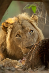 Naklejka premium Close-up of male lion lying gnawing zebra