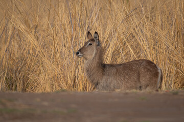 Female common waterbuck stands behind earth bank