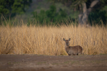 Female common waterbuck stands in tall grass