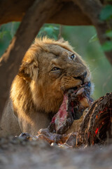 Naklejka premium Close-up of male lion lying with zebra