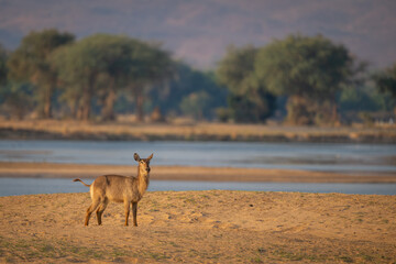 Female common waterbuck stands by shallow river