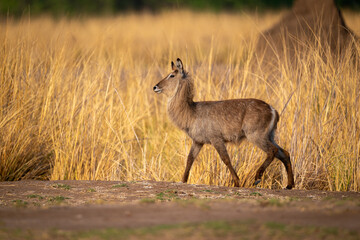 Female common waterbuck walks past long grass