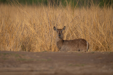 Female common waterbuck stands near long grass