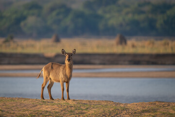 Female common waterbuck stands staring beside river