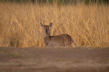 Female common waterbuck stands beside long grass
