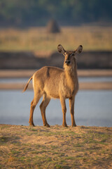 Female common waterbuck stands staring near river
