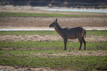 Female common waterbuck stands on grass floodplain