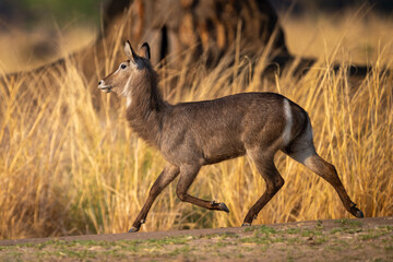 Female common waterbuck trots past long grass