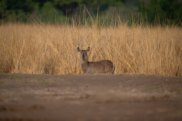 Female common waterbuck standing by long grass