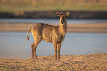 Female common waterbuck with catchlight stands staring