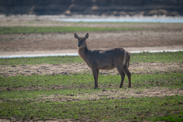 Female common waterbuck stands on sunny floodplain