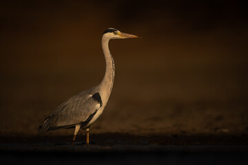 Grey heron in calm pond in profile