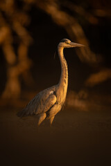 Grey heron in pool in golden light