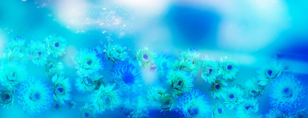 Beauty natural background of chrysanthemum in moonlight . Soft focus .