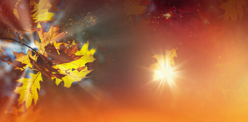 Beauty yellow and orange autumn leaves in sunlight .Natural autumn background