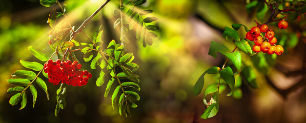 Branch of red rowan on the tree in sunlught . Beauty natural background . Art