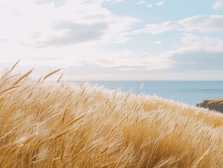 Golden Wheat Field by the Sea