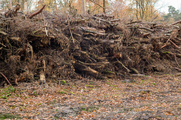Fototapeta premium Large pile of chopped wood and forest debris