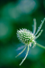 A macro image of a thistle flower head in full bloom with delicate white filament structures